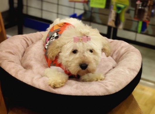 Maltipoo Bebeklerimiz görsel