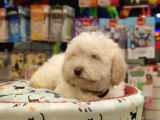 Maltipoo bebeklerimiz