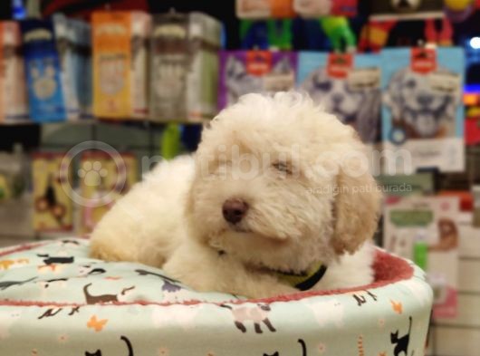 Maltipoo Bebeklerimiz
