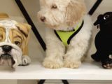 Maltipoo Bebeklerimiz