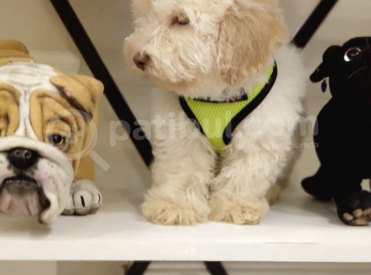 Maltipoo Bebeklerimiz görsel