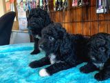 Siyah Poodle Yavrularımız