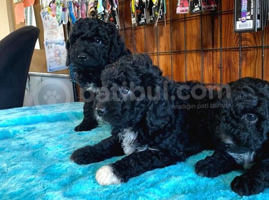 Siyah Poodle Yavrularımız görsel