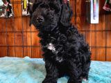 Siyah Poodle Yavrularımız