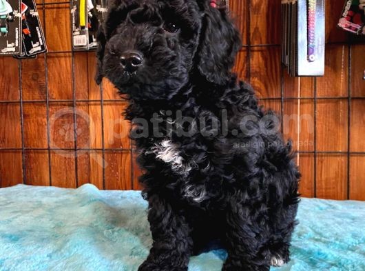 Siyah Poodle Yavrularımız görsel