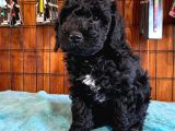 Siyah poodle yavrularımız
