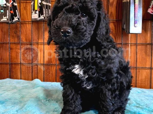 Siyah Poodle Yavrularımız