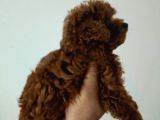 Irk Ve Sağlık Garantili Toy Poodle Yavrular