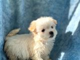 Irk Boy Kilo Ve Sağlık Garantili Maltese Terrier Yavrular