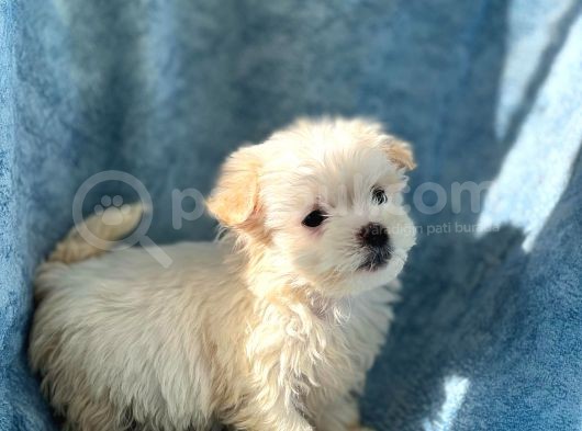Irk Boy Kilo Ve Sağlık Garantili Maltese Terrier Yavrular görsel