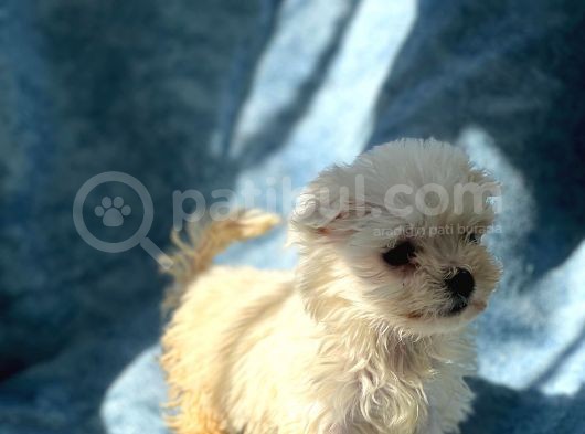 Irk Boy Kilo Ve Sağlık Garantili Maltese Terrier Yavrular görsel