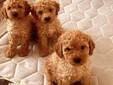 Irk Ve Sağlık Garantili Toy Poodle Yavrular