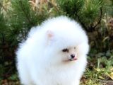 Ayıcık Suratlı Pomerian Bebekler