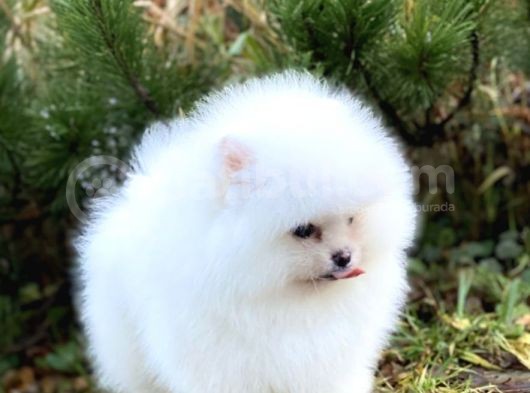Ayıcık Suratlı Pomerian Bebekler görsel