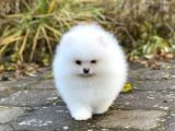 Ayıcık Suratlı Pomerian Bebekler