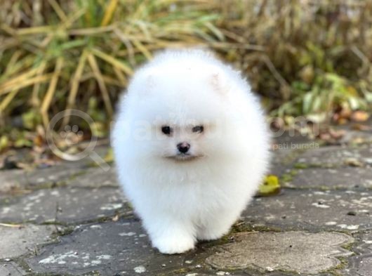 Ayıcık Suratlı Pomerian Bebekler görsel