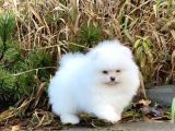 Ayıcık suratlı pomerian bebekler