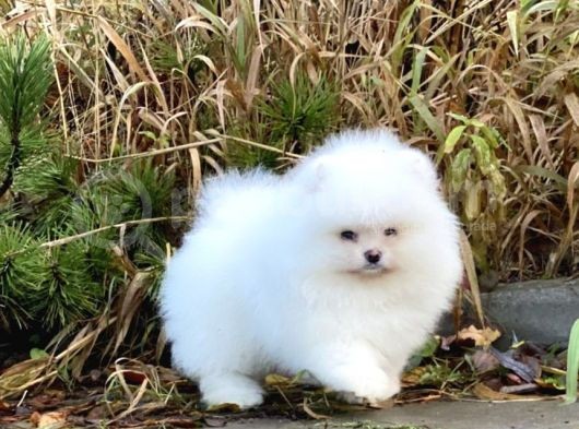 Ayıcık Suratlı Pomerian Bebekler