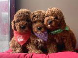 Toy Poodle Kore Red Brown Yavrularimiz