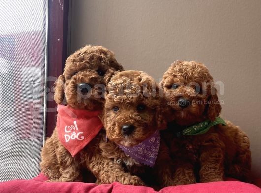 Toy Poodle Kore Red Brown Yavrularimiz görsel