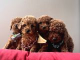 Toy Poodle Kore Red Brown Yavrularimiz
