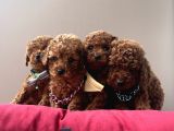 Toy Poodle Kore Red Brown Yavrularimiz