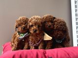 Toy Poodle Kore Red Brown Yavrularimiz