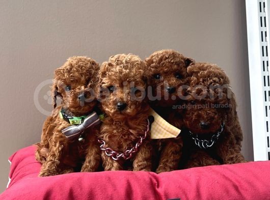 Toy Poodle Kore Red Brown Yavrularimiz görsel