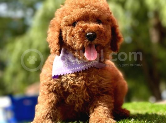 Toy Poodle Kore Red Brown Yavrularimiz görsel