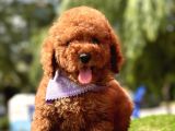Toy Poodle Kore red brown yavrularimiz
