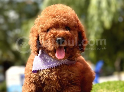Toy Poodle Kore red brown yavrularimiz