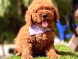 Toy Poodle Kore Red Brown Yavrularimiz