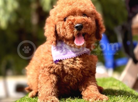 Toy Poodle Kore Red Brown Yavrularimiz görsel
