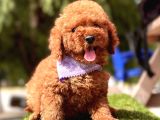 Toy Poodle Kore Red Brown Yavrularimiz