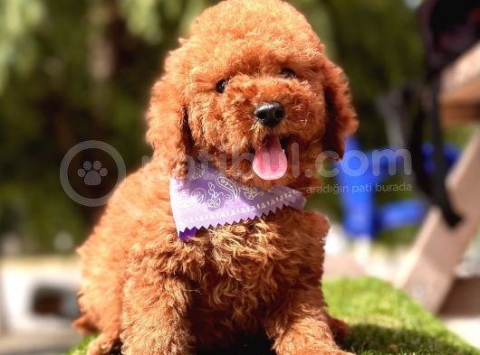 Toy Poodle Kore Red Brown Yavrularimiz görsel