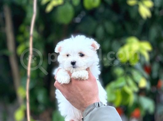 Irk Boy Kilo Ve Sağlık Garantili Maltese Terrier Yavrular görsel