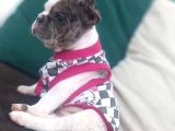 Irk Ve Sağlık Garantili French Bulldog Yavrular