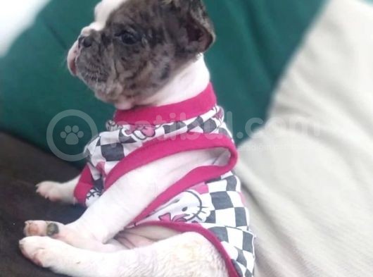 Irk Ve Sağlık Garantili French Bulldog Yavrular görsel