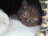 Reng Reng British Shorthair Safkan Yavrular