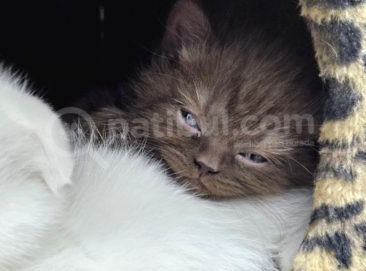 Reng Reng British Shorthair Safkan Yavrular görsel