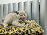 Reng Reng British Shorthair Safkan Yavrular
