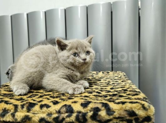 Reng Reng British Shorthair Safkan Yavrular görsel