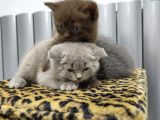 Reng Reng British Shorthair Safkan Yavrular
