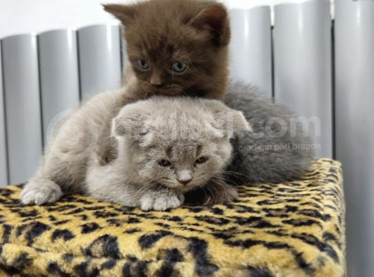 Reng Reng British Shorthair Safkan Yavrular görsel