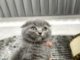 Aile Sıcaklığnda Büyüyen  Scottish Fold British Yvrlr