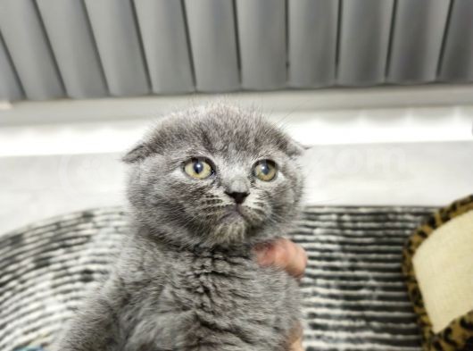 Aile Sıcaklığnda Büyüyen  Scottish Fold British Yvrlr görsel