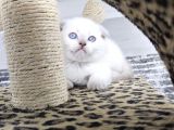 Aile Sıcaklığnda Büyüyen  Scottish Fold British Yvrlr