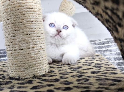 Aile Sıcaklığnda Büyüyen  Scottish Fold British Yvrlr görsel