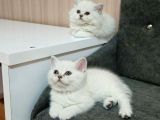 Reng reng british shorthair safkan yavrular