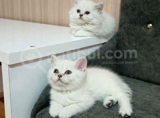 Reng Reng British Shorthair Safkan Yavrular